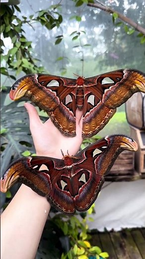 Atlas Moth Secrets 🤯#atlas #atlasmoth #baazlens