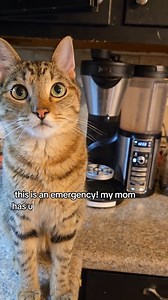Not him trying to Sarah McLachlan @ninjakitchen with the ASPCA song in the background. #coffee #souptok#cats #catsoftiktok #ninja #coffeemaker #funn | SageWind Farmstead