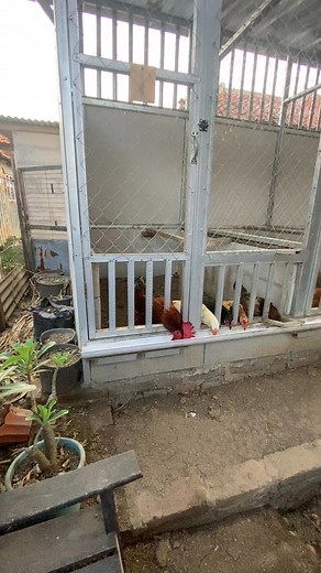 Postal vs box liter 🔥 2 tipe kandang yang hampir sama, yaitu menggunakan liter ( media alas ) Dari segi kenyamanan utk ayam sih lebih enak kandang postal, hanya saja memakan lahan yang cukup lumayan 😁 Dari segi populasi sih jelas lebih menang box liter ( bisa muat banyak dalam lahan sempit ) | Herry Hermawan