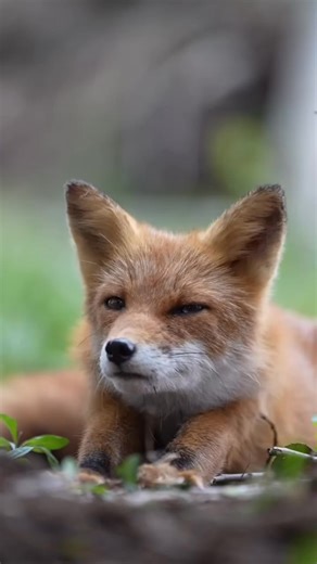 Fox Lover ❤️🦊 | Foxs Lovers