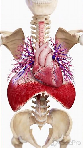 The Heart & Diaphragm: A Synchronized Motion 💨