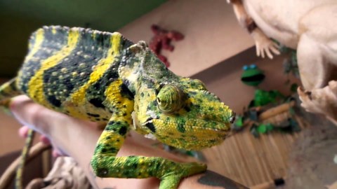 miller's chameleon close up at the reptile zoo