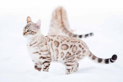 Bengal Cat Colors: Rarest to Most Common