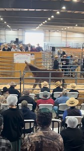 Sold $5600 #mules #straw hat. #amishcountry | Tyler Crawford