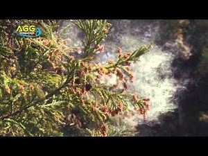 [ High-speed ]スギ花粉の飛散 Cedar Pollen Dispersal ( Shot on RED EPIC )