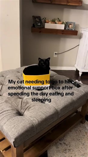 Funny Black Cats and Their Hilarious Antics