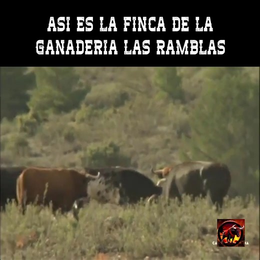 Así es la finca de la ganadería Las Ramblas: un rincón único donde nace y se cría el toro bravo en plena armonía con la naturaleza. Dehesas infinitas, paisajes espectaculares y una tradición ganadera que se siente en cada rincón. #GanaderiaLasRamblas #LasRamblas #Toros #TorosBravos #Documental | Arte Taurino TV