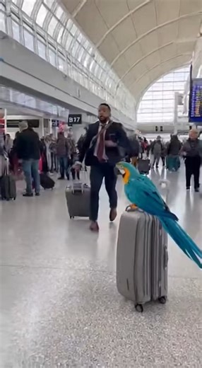 Neighbor Drops Keys — Parrot Screams “THIEF!” #ParrotComedy #NeighborhoodBird #TalkingParrot #DogVsParrot #PetChaos #FunnyParrot #DogParkDrama #USAHumor #BirdAndDog #ParrotReacts #PetVideoUSA #BackyardLaughs #ParrotSays #CrazyPets #ParrotStories #DogTrouble #BlockPartyPets #PetLifeUSA #WildParrot #DailyPetComedy | The Parrot Life