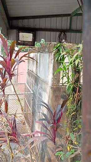 Experiment with connecting the solar power switch to a 220-volt household power outlet.