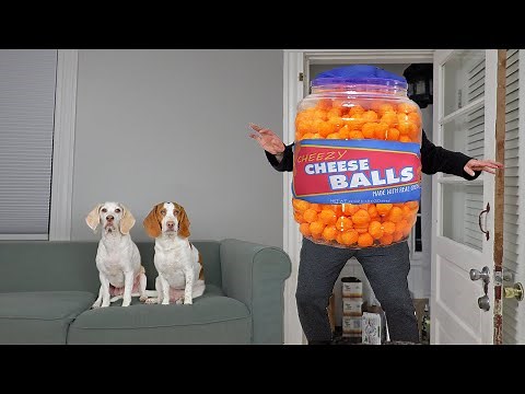 Giant Cheese Balls vs Funny Dogs Prank: Funny Dogs Maymo, Potpie, Penny & Cute Puppy Dog Indie