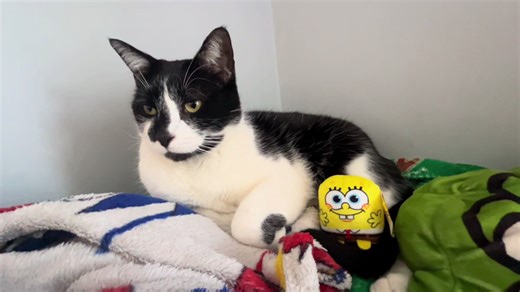 Chuck and the bob just chillin #fyp #fypシ #spongebob #catsoftiktok #funny