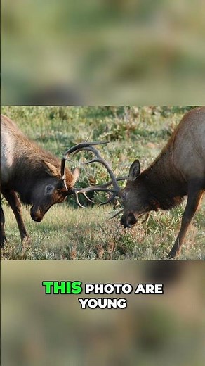 Commentary on Psalm 144:1-2 #spirtualwarfare #psalms #bibleverseoftheday #faith #christianity