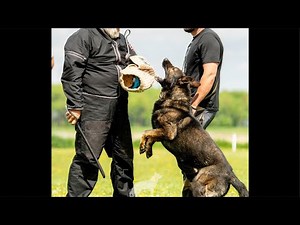 LIVE Dog Training, Behavior, Puppy Testing Q/A