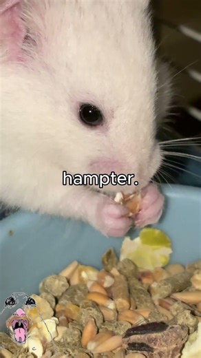 hampter core. #shorts