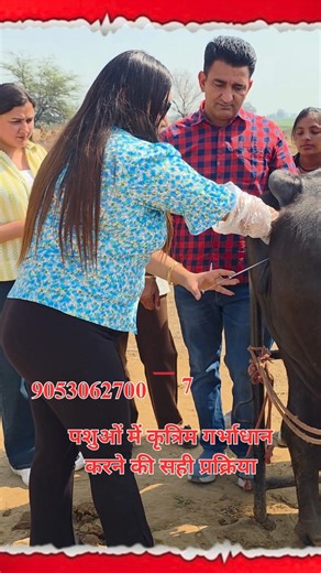 Artificial Insemination Training | Step-by-Step AI Procedure in Cattle | Learn AI in 90 Days |