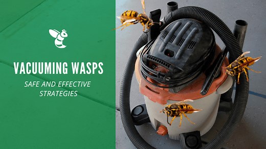 Vacuuming Wasps: Get Rid of Wasps (Yellow Jackets) Fast