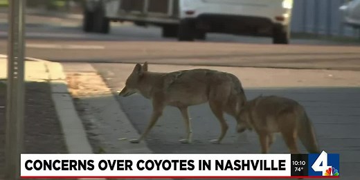 Residents share concerns over recent coyote attacks