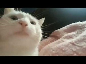 Vibing cat for 1 hour