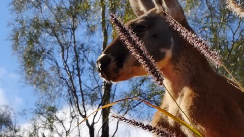 Watch what happens when a kangaroo kicks with full force