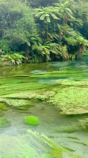 Blue Spring New Zealand - Crystal Clear Water You Have to See!