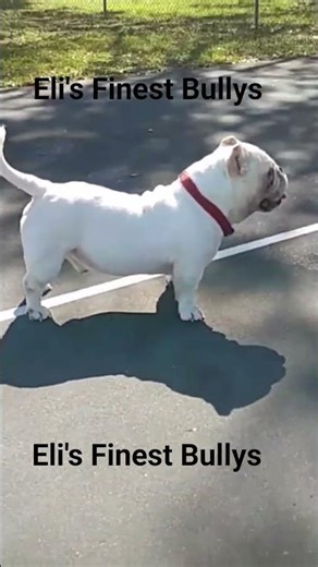 Micro Extreme Exotic Bully #bulldog #bullybreed #viral #usa #puppy #running #walkthrough #reels