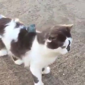 Prietenii inedite | Mango Music Romania