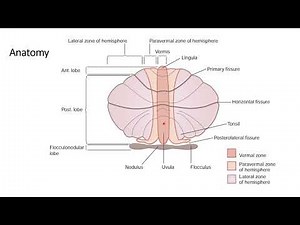 Cerebellum Anatomy