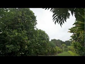 Breadfruit-A Tree of Importance to Hawaii