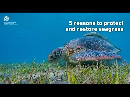 5 reasons to protect and restore seagrass | Natural Capital Ireland