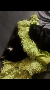 Pepito veille sur Timy #mougins #chat #cat #abonnetoi