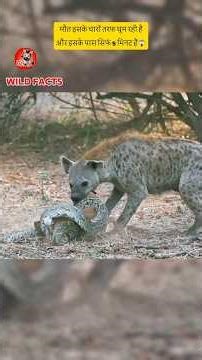 5 मिनट में शिकार बना नन्हा हिरण! 😨 #wildlife #shorts #animals