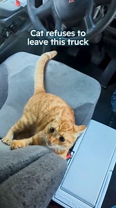 This cat refuses to leave his truck! Special thanks to Odie, Sheena and Sam: @odiethetruckingcat #catstory #rescuecat #catdad #animalstory | Cuddle Buddies