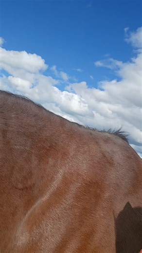 45 reactions · 5 comments | One Kai, two Kai, three Kai. They keep multiplying. We have a visitor staying with us currently and there's a story to go along with it. Stay tuned. | Wild Thyme Horsemanship | Facebook