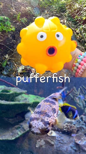 Fun Toys | Sea Animal Names for Kids to Learn at the Stream: Pufferfish Penguin Crab Starfish