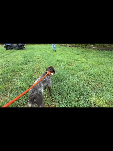 2.7K views · 36 reactions | Midnight Kennel offers one on one training lessons for the owner and their dog! Lessons can be tailored to your dogs exact needs! Call/Text/PM for prices or for scheduling (570)778-3009 #midnightkenneltraining | Midnight Kennel | Facebook