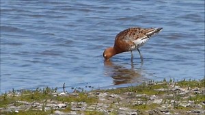Barge à queue noire et chevalier gambette