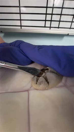 Barnacle removal! Petunia, a juvenile Green Sea Turtle was rescued today in the Florida Keys. She is being treated for cold stunning at the Florida Keys based Turtle Hospital. We removed the one large barnacle from her plastron so she could rest@more comfortably in the ER tonight as she gradually warms us. The rest of the barnacles will be removed when Petunia is warmed up and stable. Please send prayers and healing energies for Petunia and all the cold stun turtles convalescing at The Turtle Ho