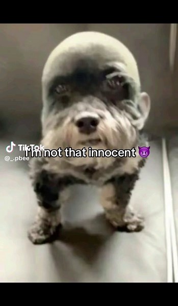 dafuq is this 💔 #fyp #foryoupagе #treanding #viralvideos #relatable #sotrue #trends #unemployed #tiktokviral #funnytiktok #relate #jokes #tspmo #imnotthatinnocent #dog #cursedimages