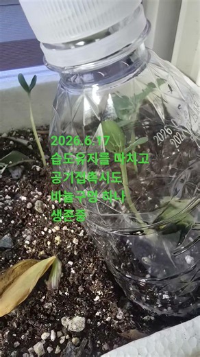 외떡잎식물 과 쌍떡잎식물 접붙여보기