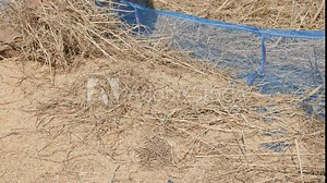 Lampang, THAILAND - November 28 : Thai farmer threshing by beating rice to separate seed from the trunks on the ground on November 28, 2015 in Lampang, Thailand.