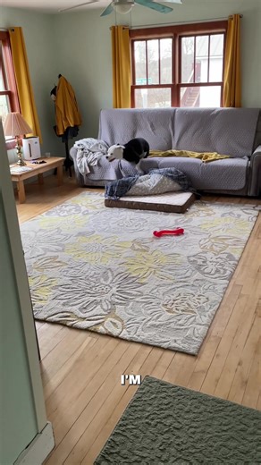 Funny Dog Audio Clip