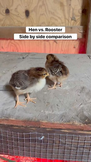 3.5M views · 42K reactions | This is an oldie but a goodie. I filmed...