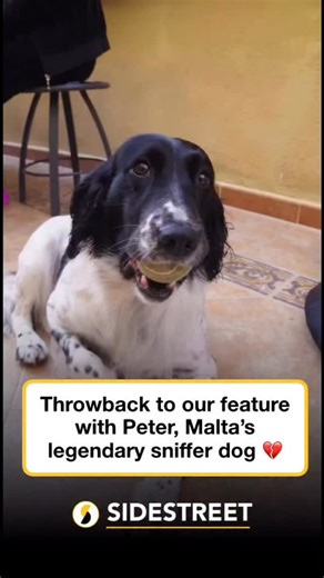 RIP Peter 🐾 Malta’s legendary Customs dog who made international headlines for sniffing out cash and contraband. We had the honour of interviewing him during his retirement nearly two years ago, a true hero remembered 🕊️ | SideStreet Malta