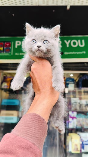 Everything You Need to Know About Cat Care