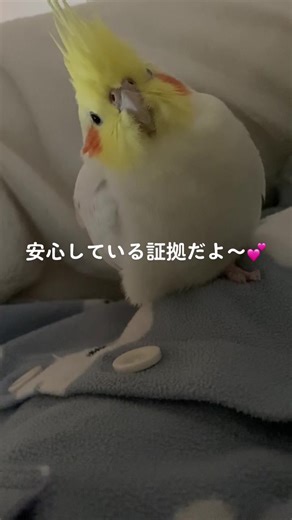 福ちゃんあんよないないしてウトウトだよ〜😴 #オカメインコ #おててないないのうた #オカメインコのいる暮らし #おすすめにのりたい