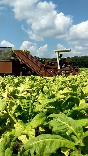 Picking Tobacco in Eastern North Carolina