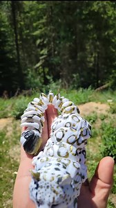3D Printed Articulated Snow Leopard- White and Silk Gold & Black Fidget Figurine - Etsy