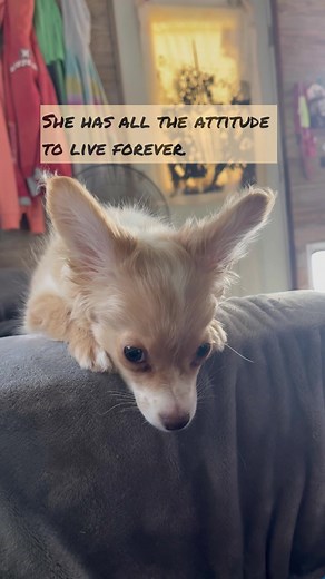 Heartwarming Chiweenie Hospice Rescue Story