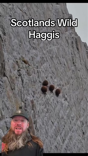 Scotland’s Wild Haggis: The Curious Highland Creature
