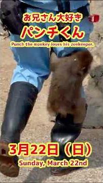 パンチくん【2026年3月22日撮影】お兄さん大好きパンチくん #がんばれパンチ #punch #HangInTherePunch #市川市動植物園【Punch the monkey】N01